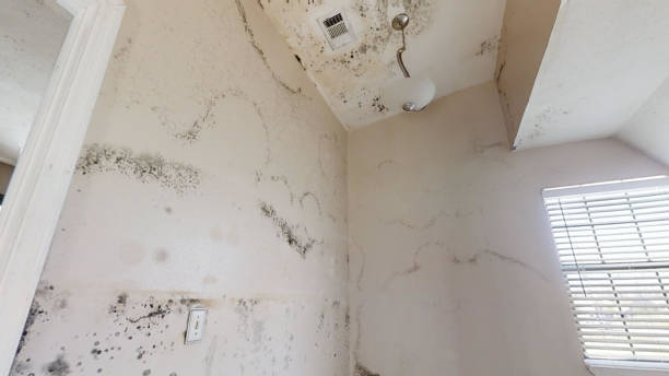 Best Mold-Related Health Consultation  in Monroeville, AL