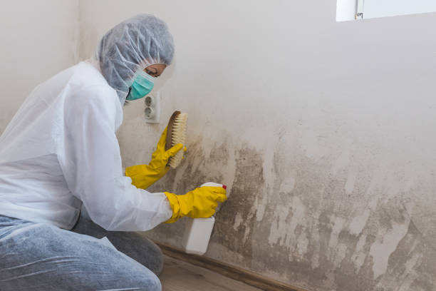 Best Post-Construction Mold Inspection  in Monroeville, AL